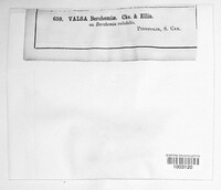 Diaporthe syngenesia image